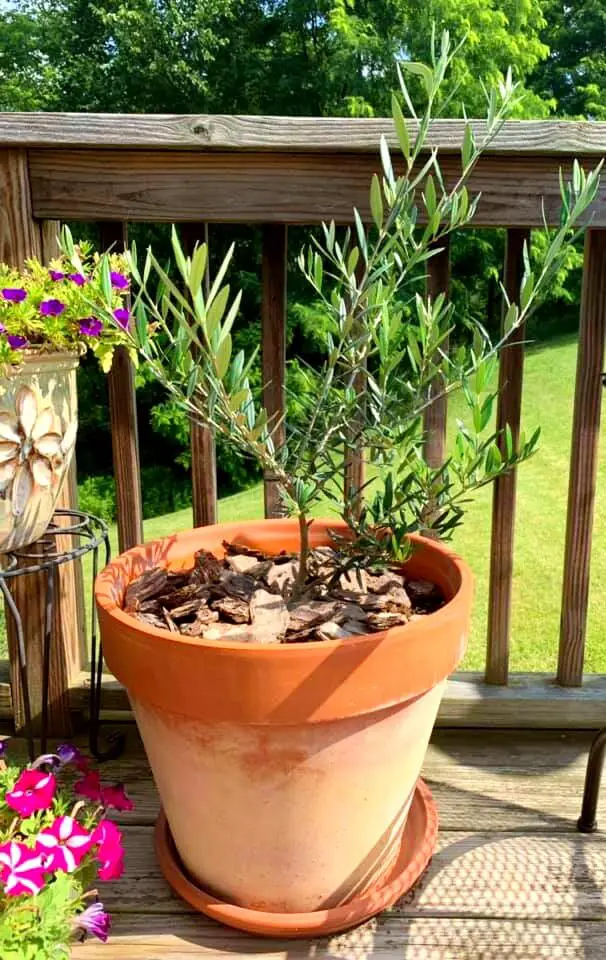 olive tree sunshine 1