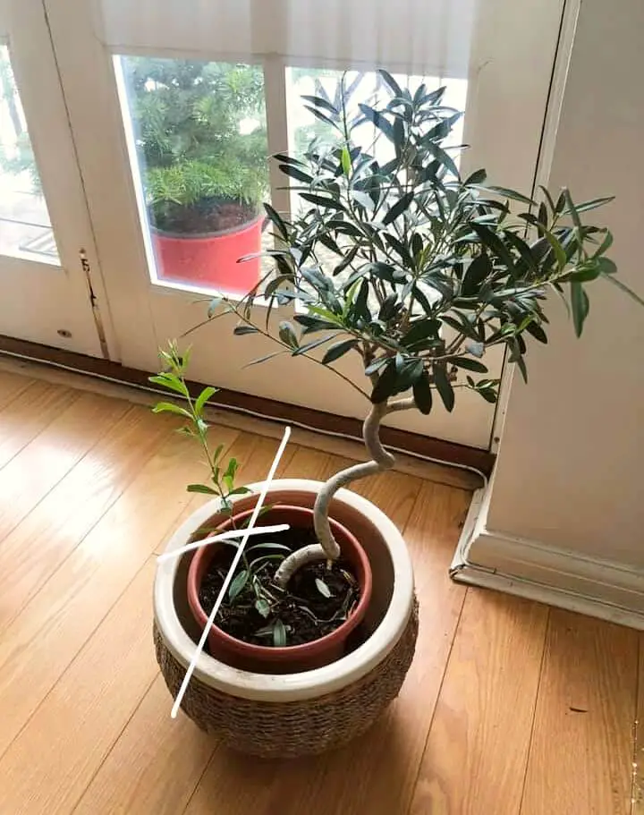 olive tree trimming