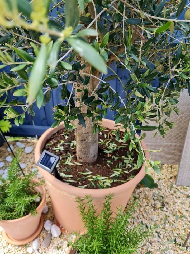 olive tree underfertilized lack of nitrogen 1
