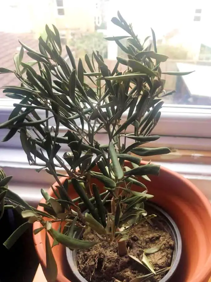 olive tree underwatered 1