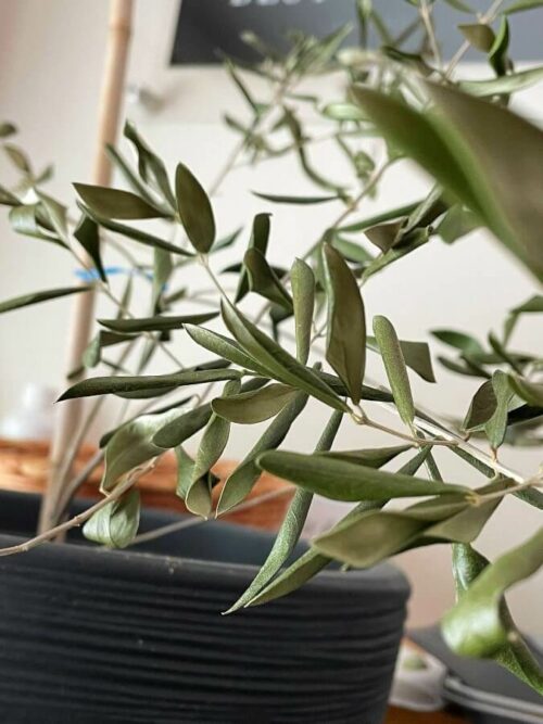 Why Olive Tree Dropping Leaves? Reasons Cures Prevention