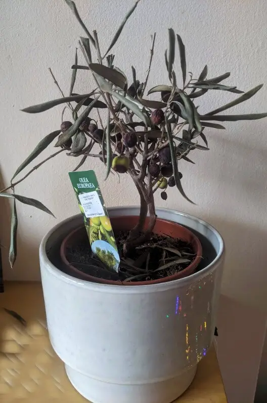 olive tree watering issues 1