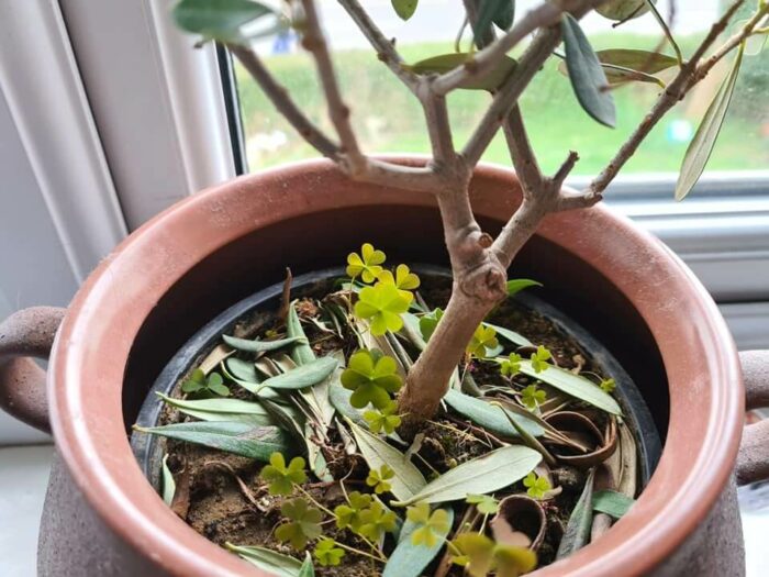 Why Olive Tree Dropping Leaves? Reasons Cures Prevention