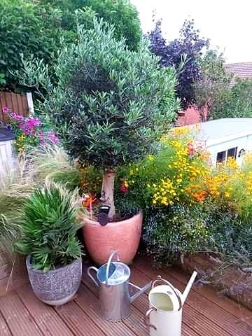 olive tree watering routine 1