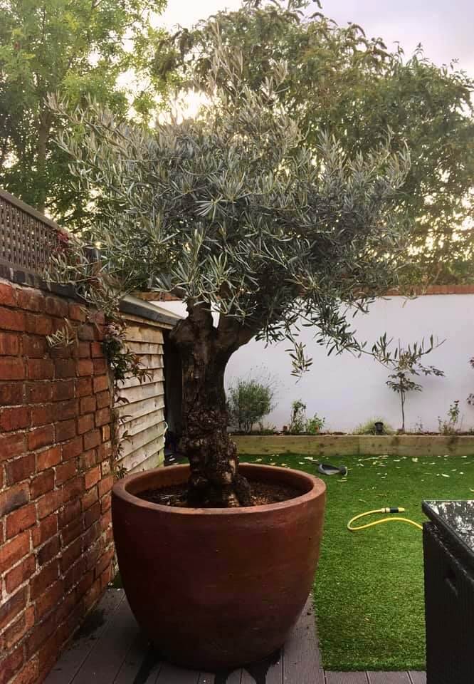 Protecting Your Olive Trees In Winter 8 Steps For Success Oliviada