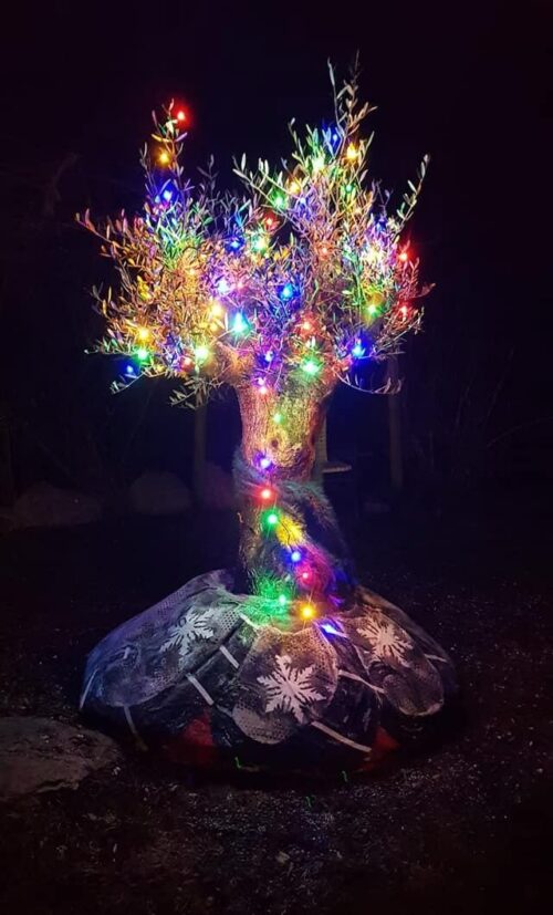 13 Great Solutions on How to Revive Olive Tree & Bring Back to Life