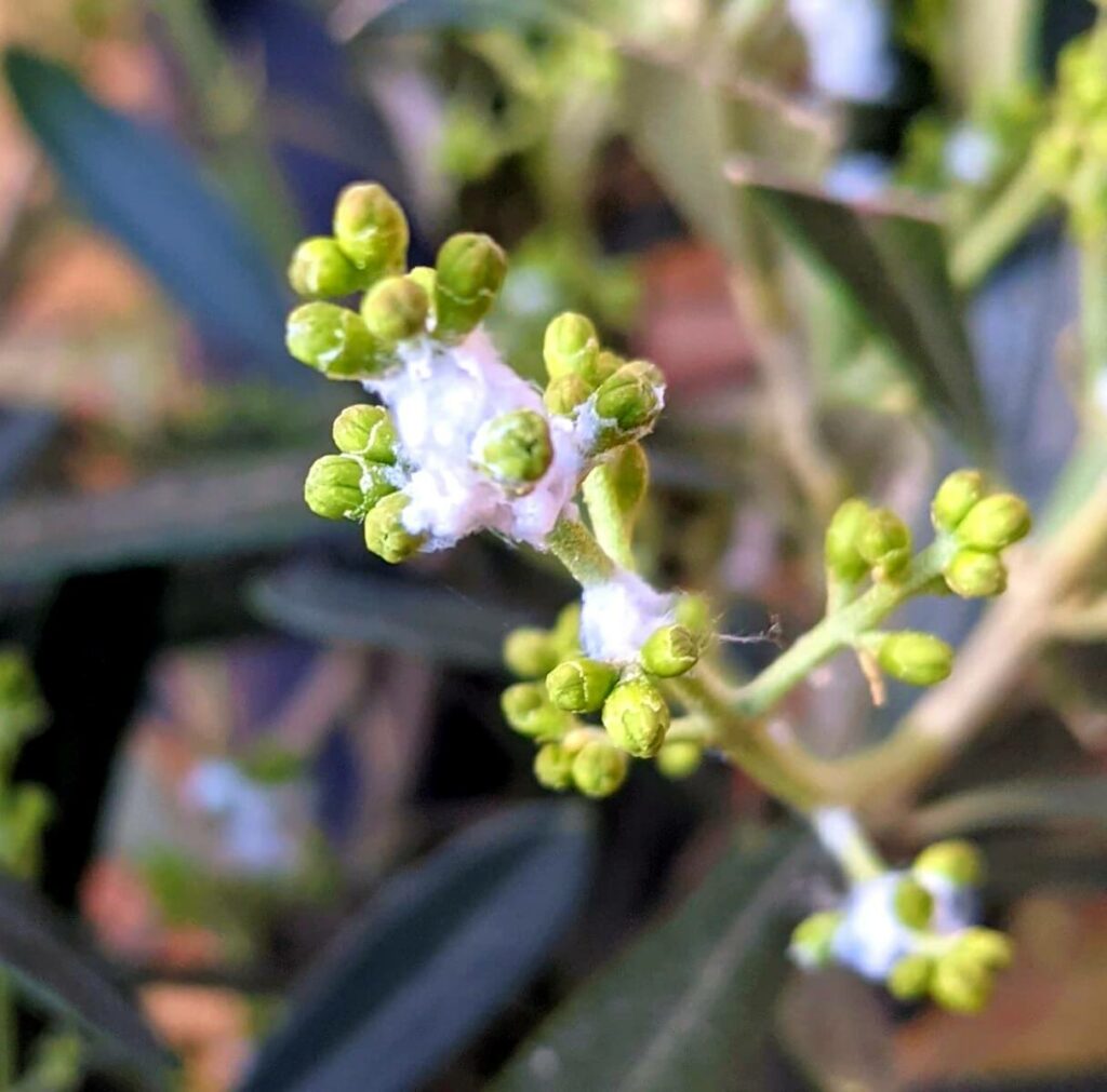 olive tree wooly aphids 1