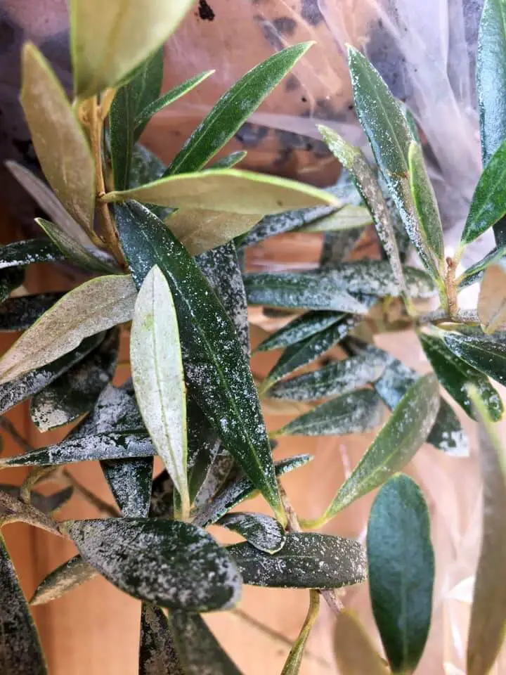 white stuff on olive leaves 1