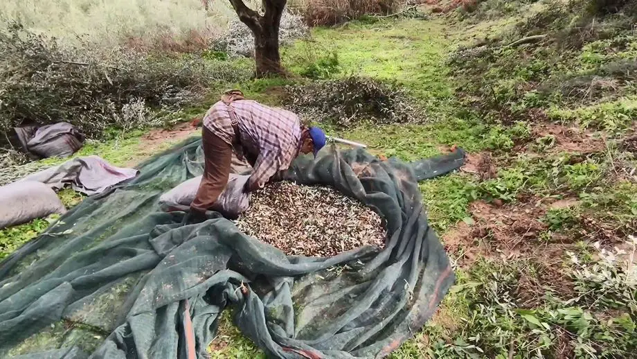 collecting olives into bags