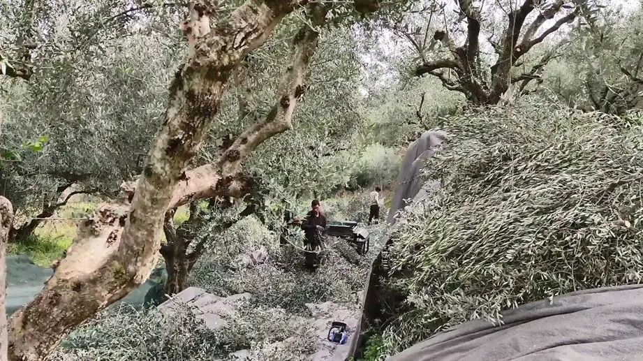 handpicking olives