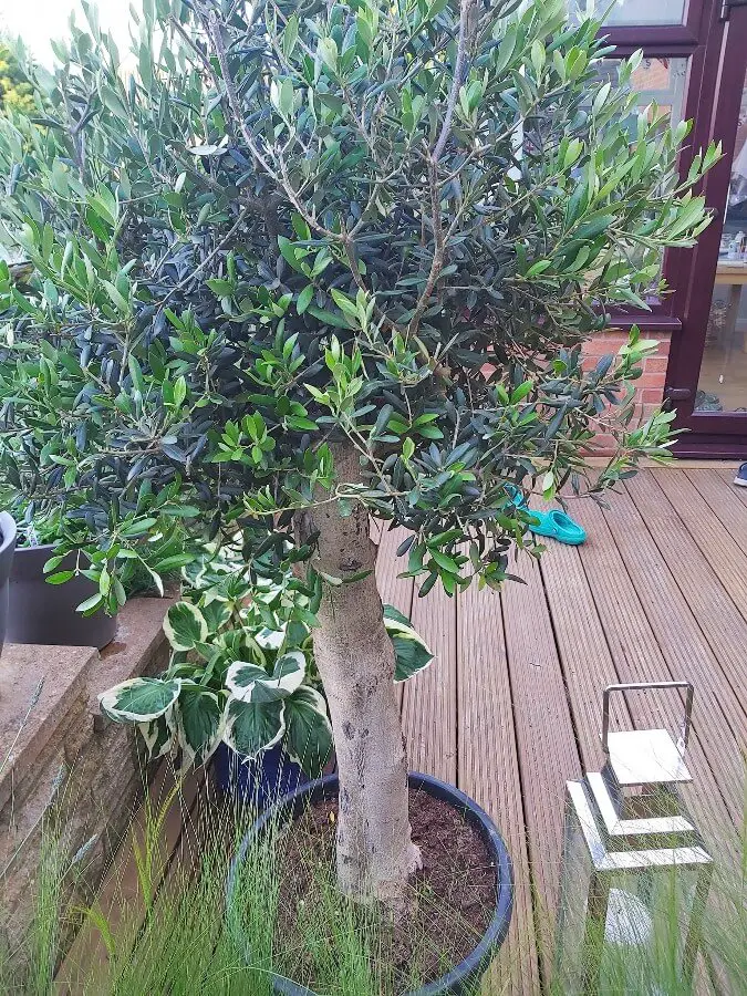 healthy olive tree with green foliage 1