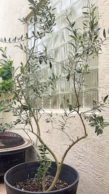 leggy olive tree needs pruning 1