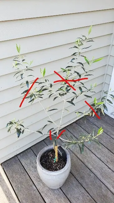 leggy olive tree prunign technique 1