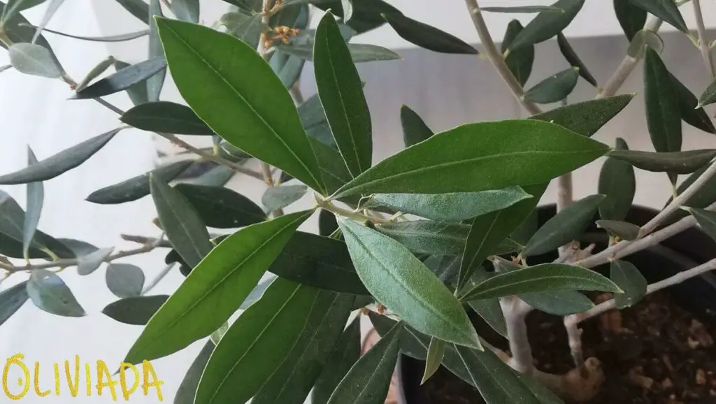 olive leaf meaning and symbolism