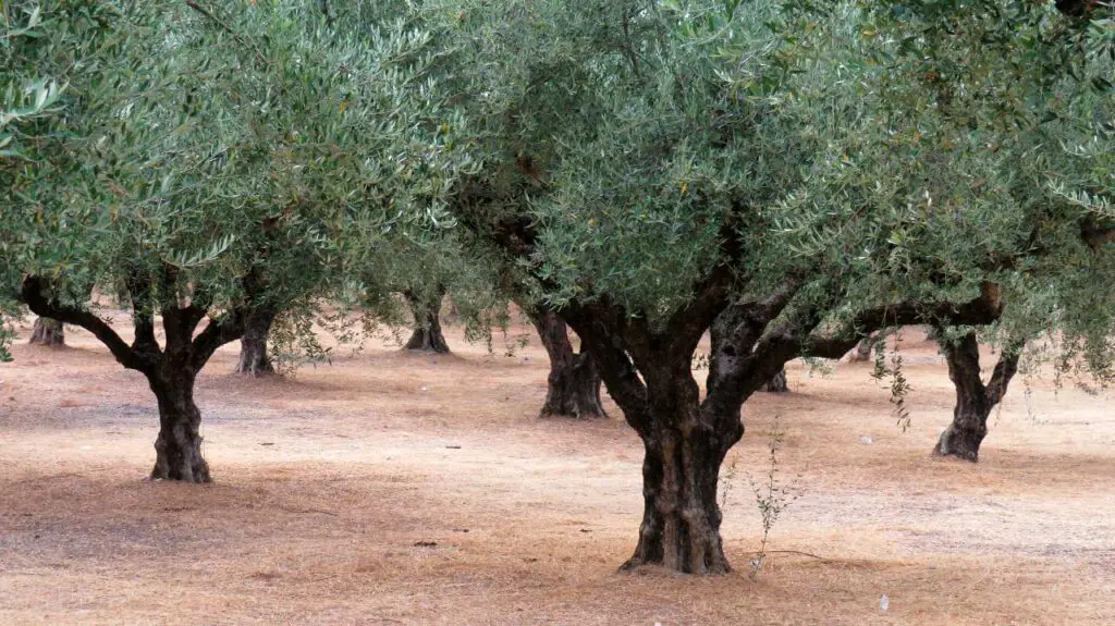 olive tree grove oliviada 1