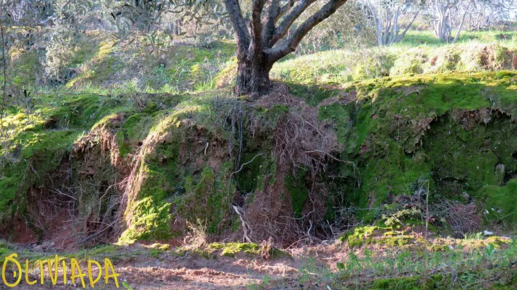 olive tree grove oliviada observing roots 1