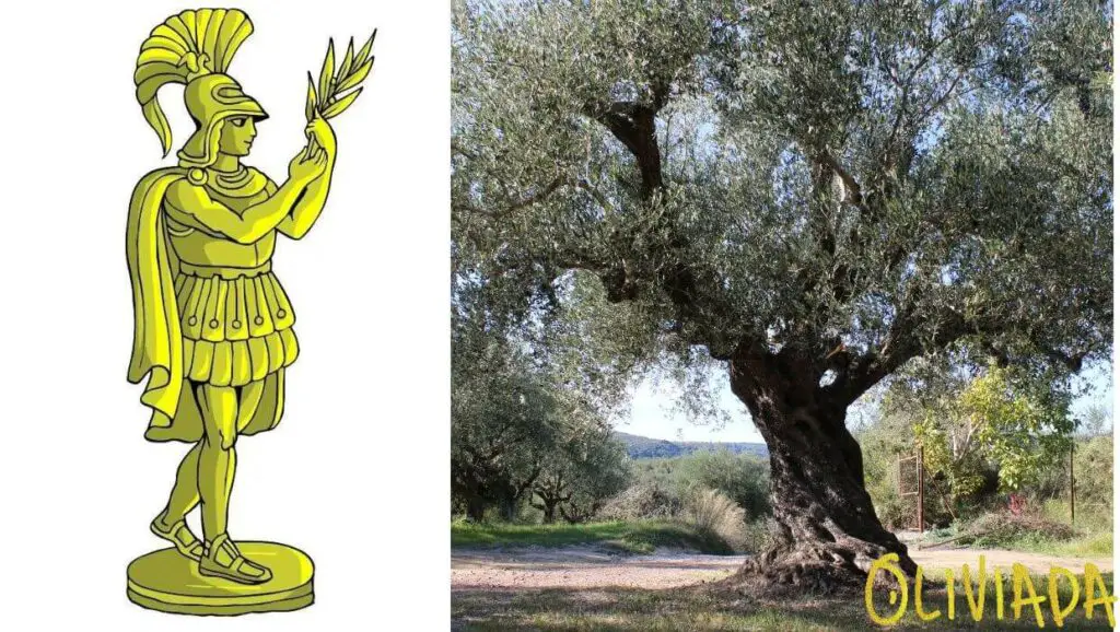 olive tree in greek mythology