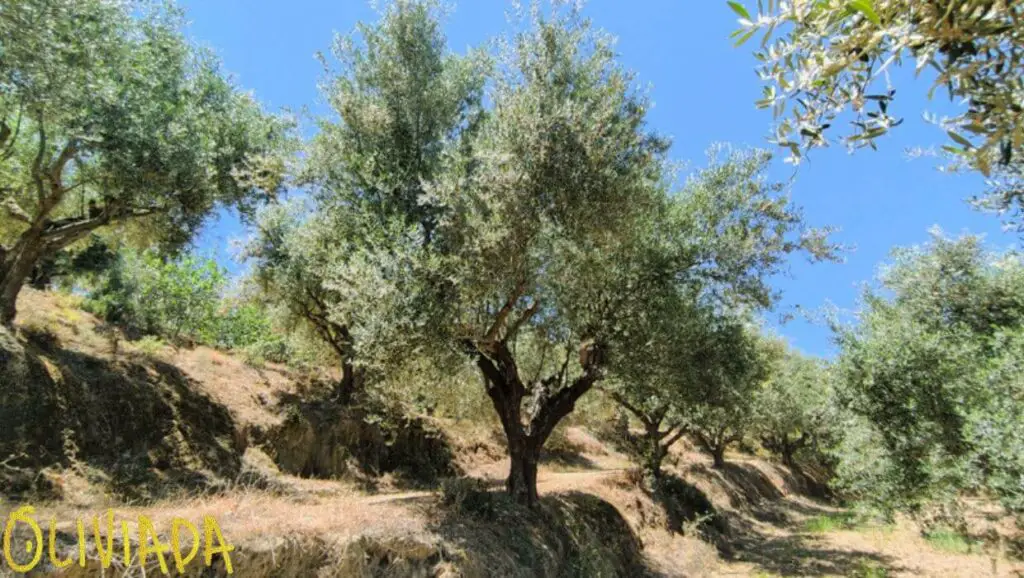 olive trees grow best environment