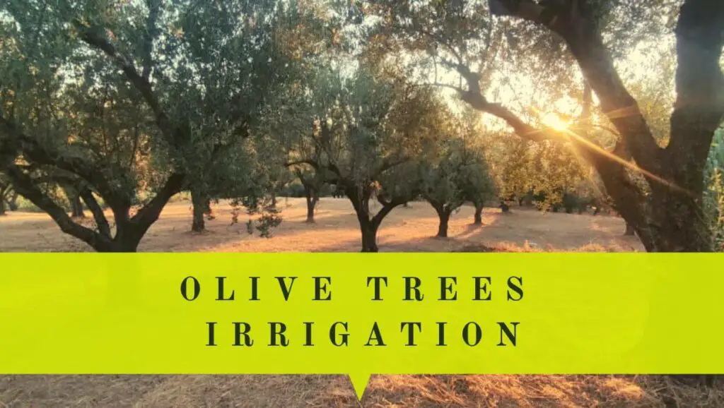 olive trees irrigation cover