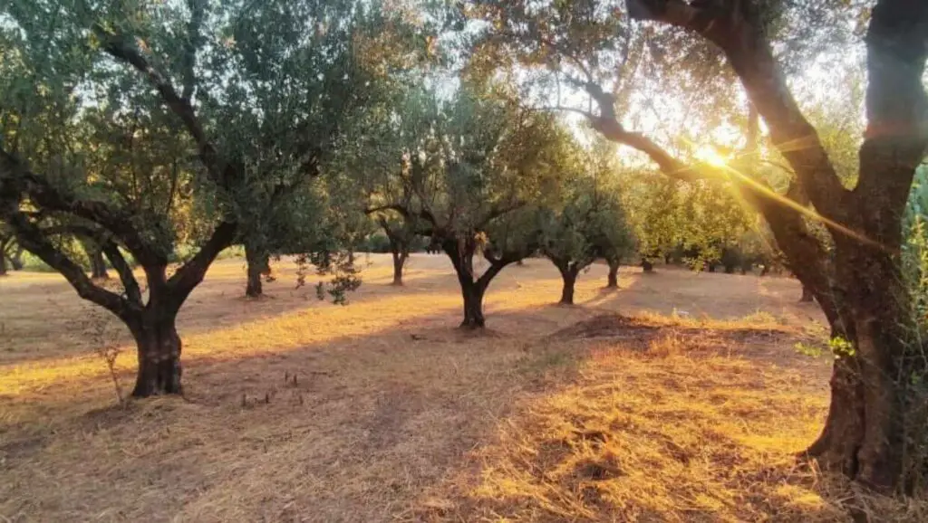 cultivating olive trees irrigation