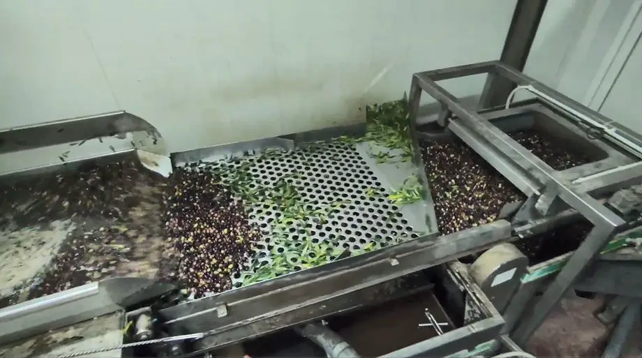 separating leaves and olives
