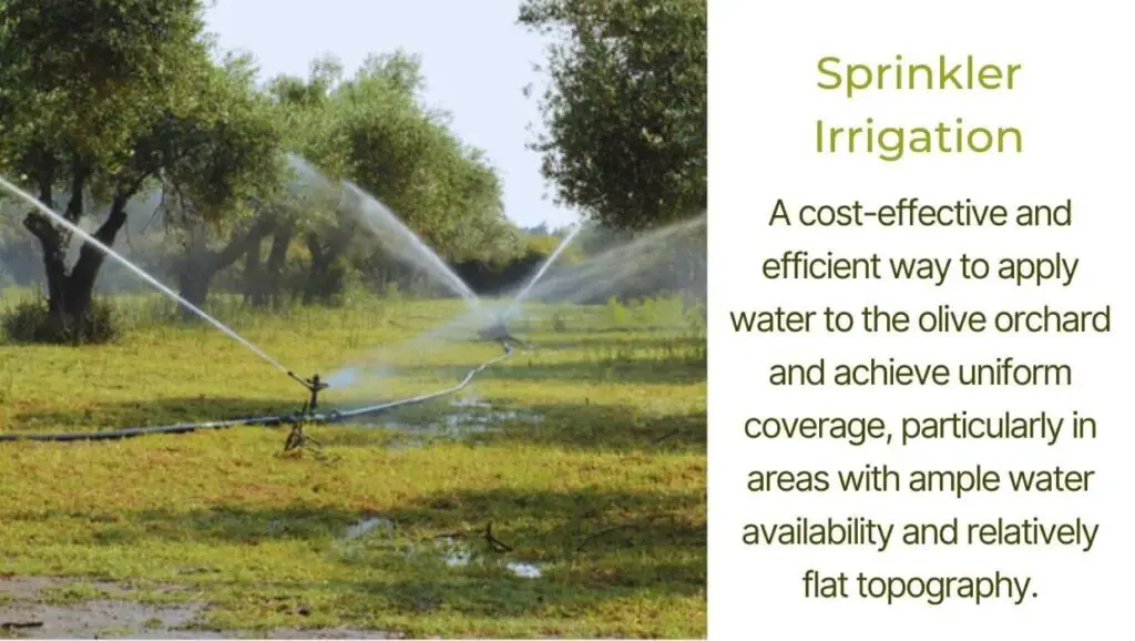 sprinkler irrigation for olive trees