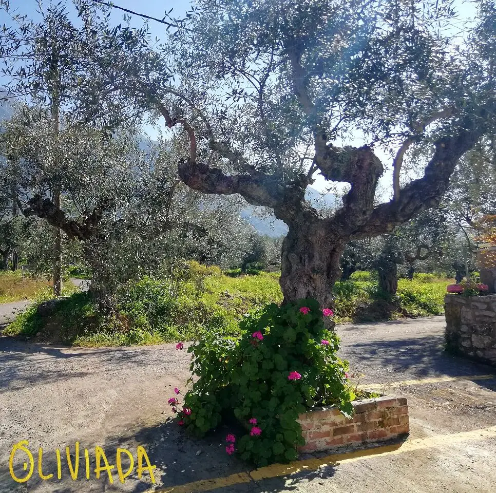 olive tree and companion plants