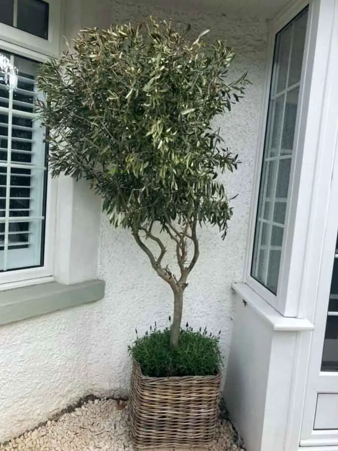 olive tree in pot drooping leaves 1