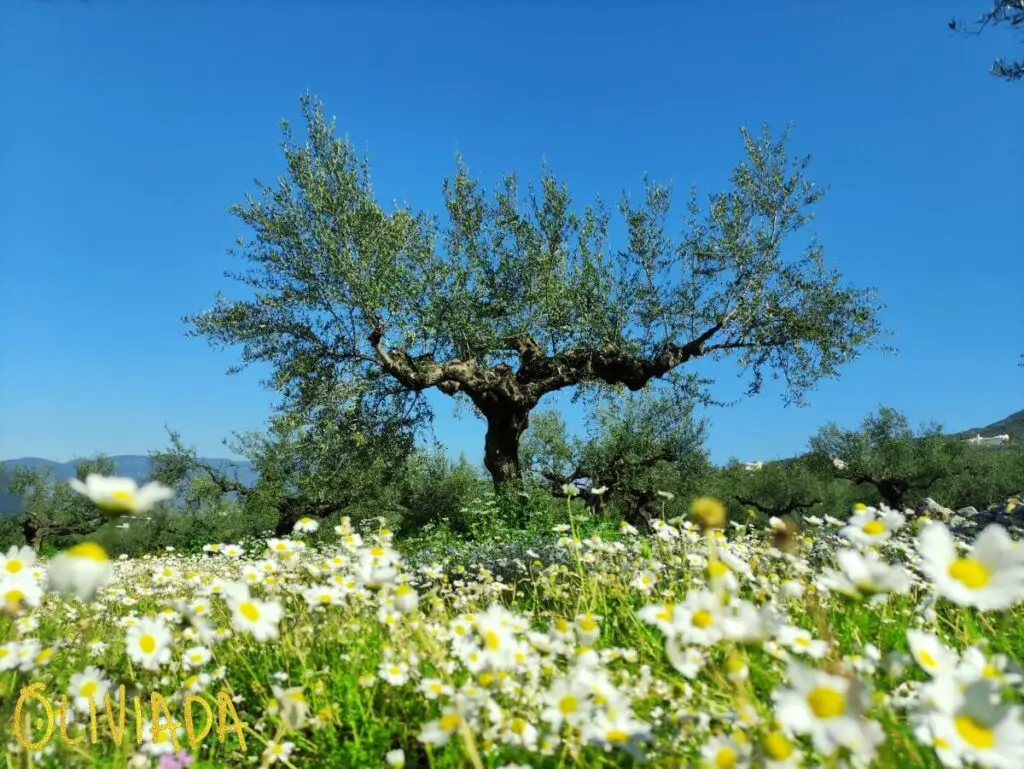 olive tree surrounded by amazing flowers