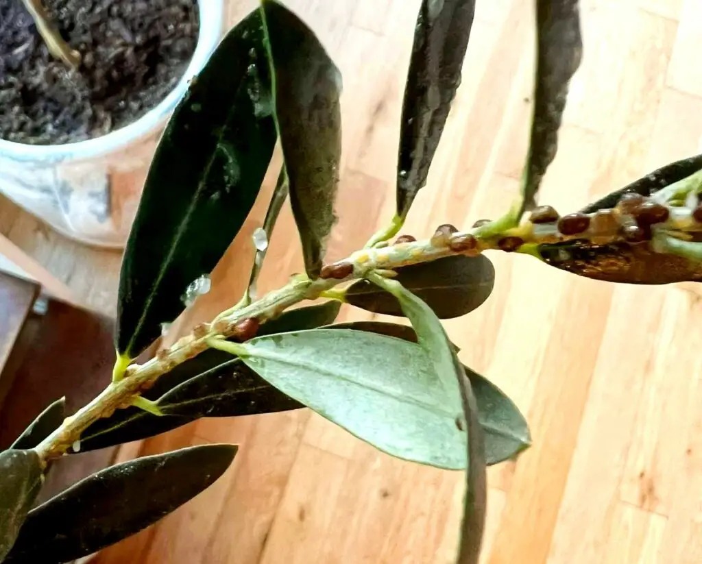 scale insects on olive tree leaves in pots