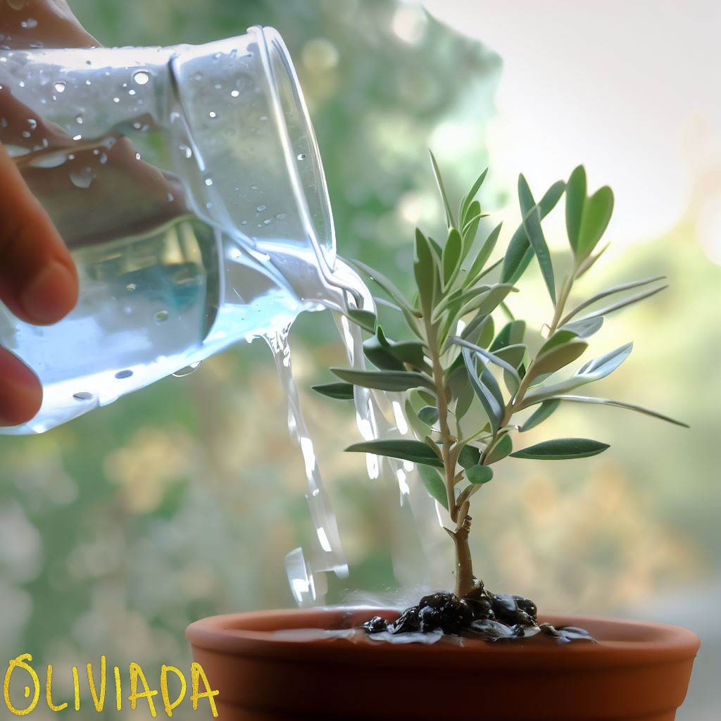 watering olive trees in pots