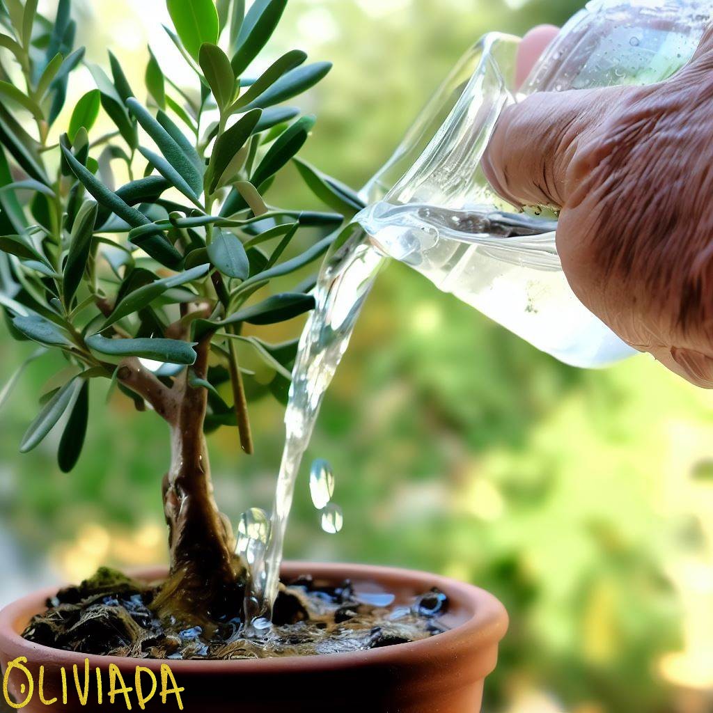 watering routine of olive trees in pots