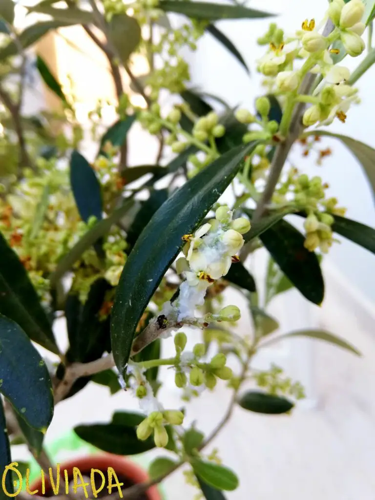 white cotton on olive trees woolly aphids