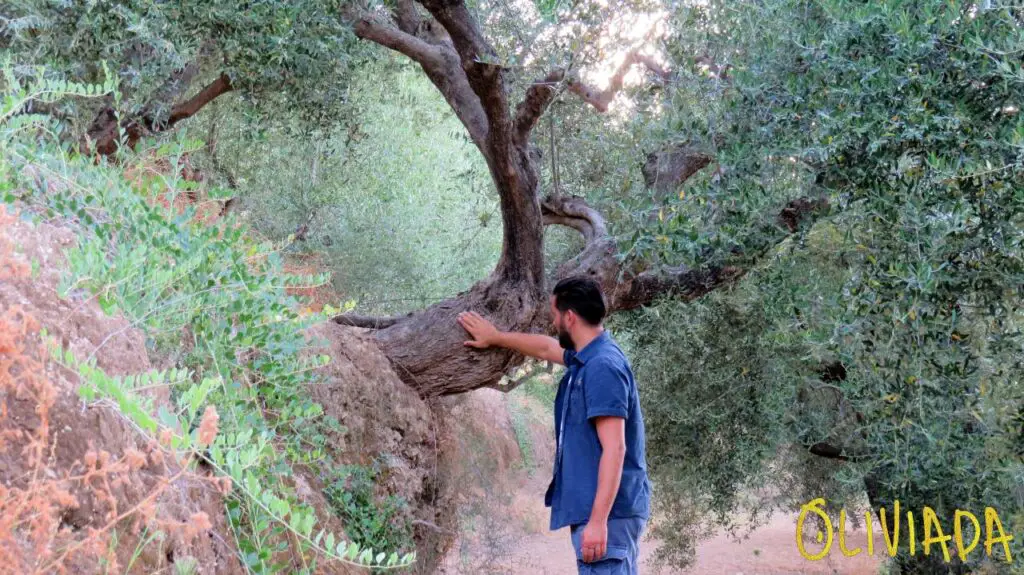 Koroneiki olive tree roots resilience and strength