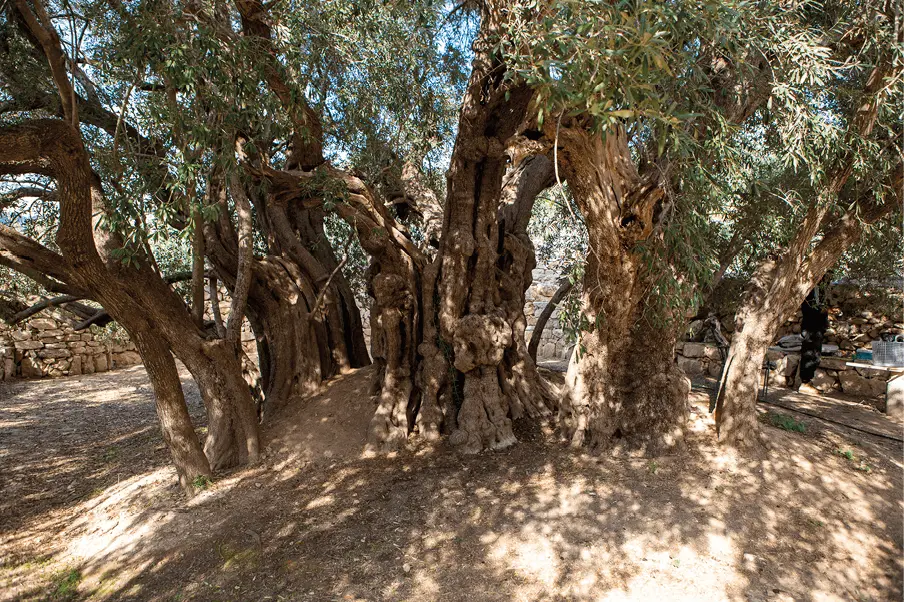 al bawadi olive tree