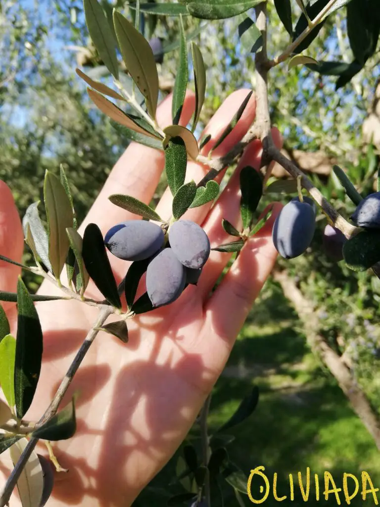 can you eat raw olives after harvest 1