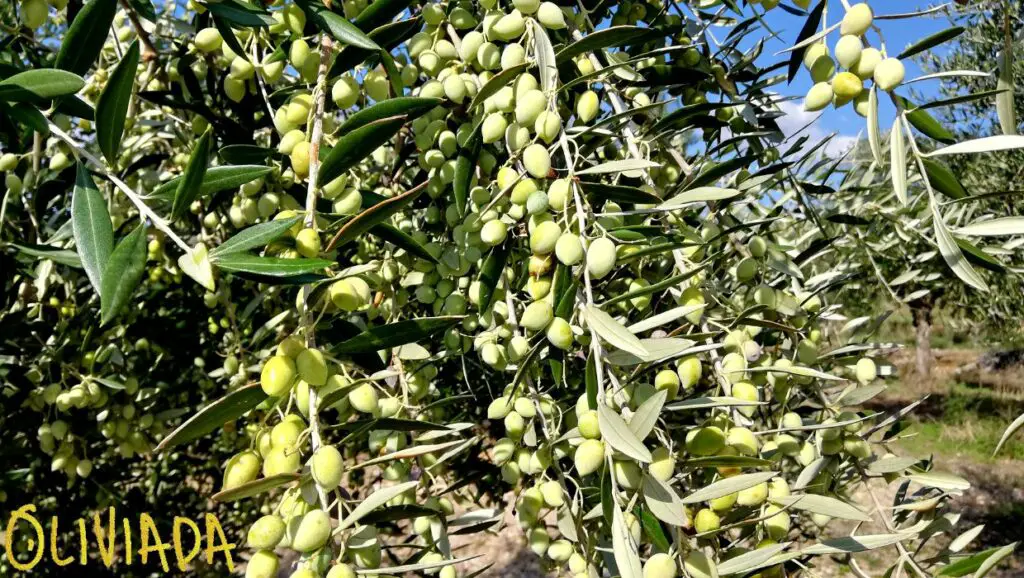 Feature image showcasing a handful of vibrant raw olives on an olive tree branch, representing the question: 'Can you eat raw olives?