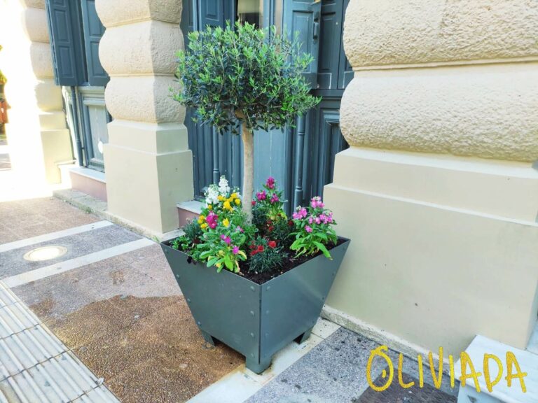 How Tall Do Olive Trees Grow? The Definite Guide