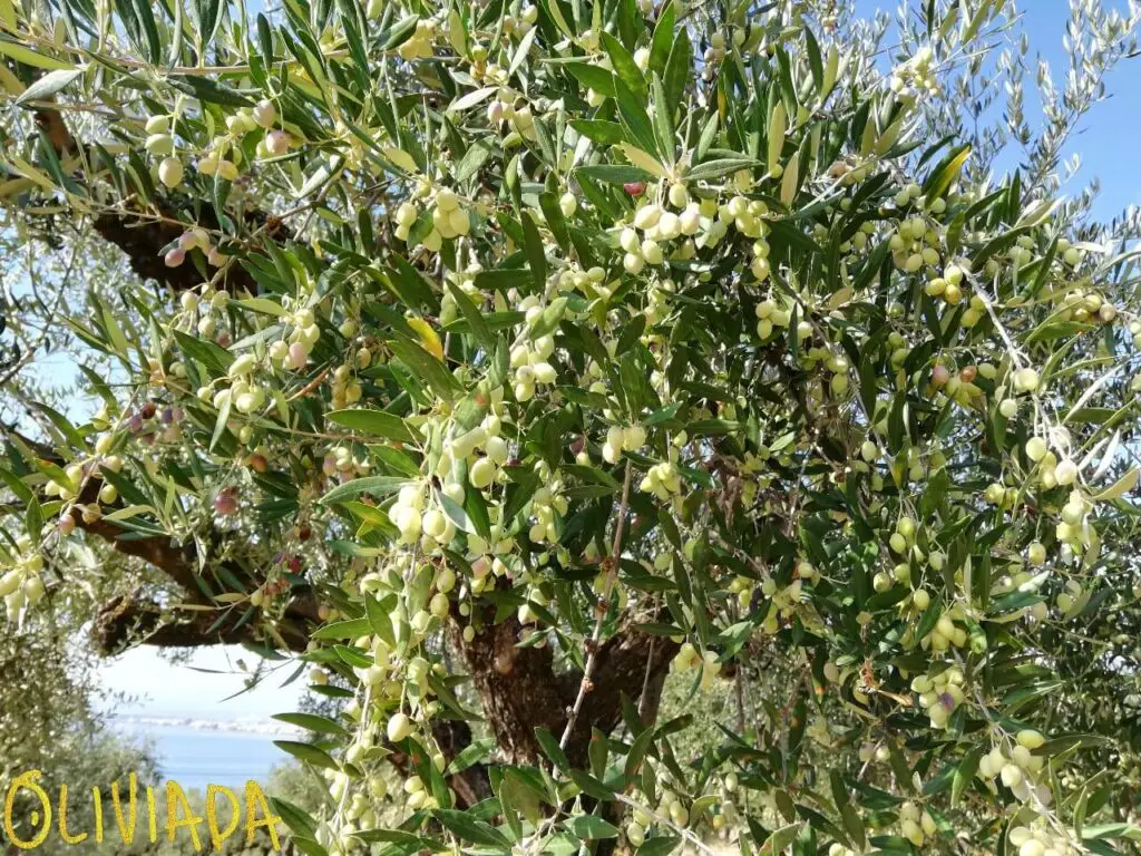 green olives before harvest 2