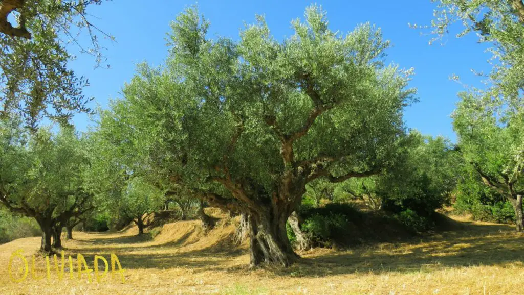 Feature image showcasing the towering height of an ancient olive tree against a clear blue sky, visually representing the question, 'How tall do olive trees grow?'