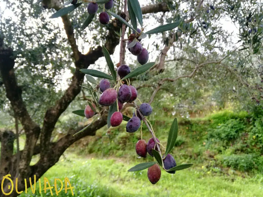 kalamat olives ripe and raw on a branch