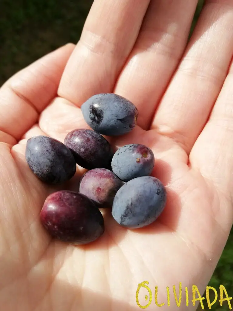 kalamata raw olives just picked from the tree