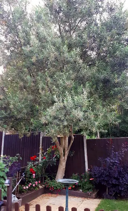 large olive tree planted next to fence 1