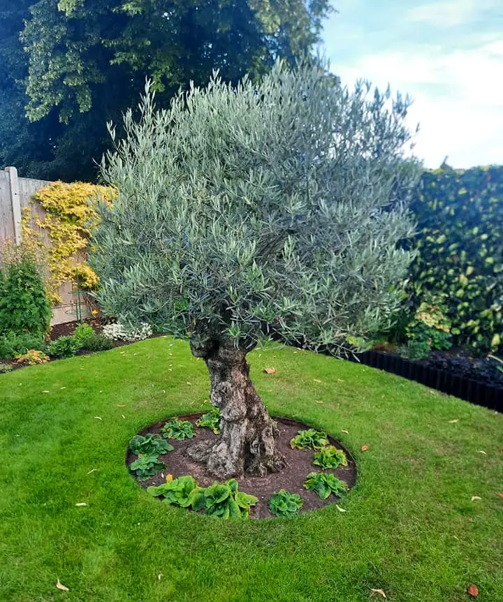 medium height olive tree root system noninvasive