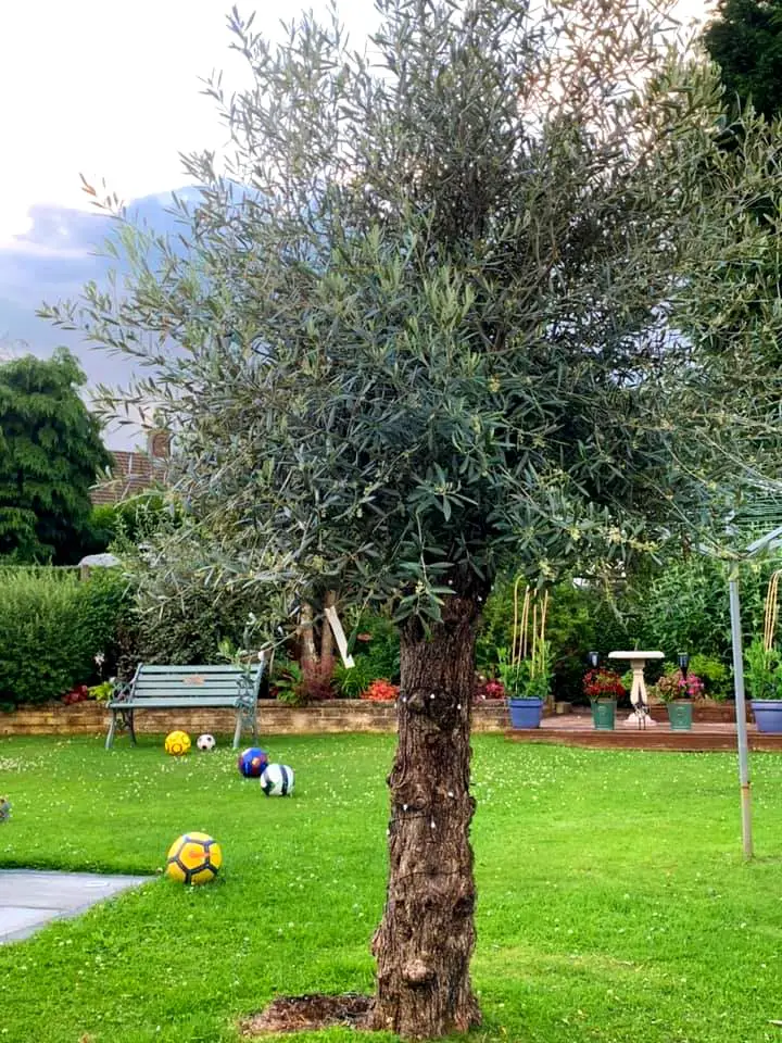 medium size olive tree planted in a backyard noninvasive