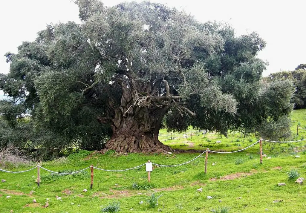 oldest olive tree italy