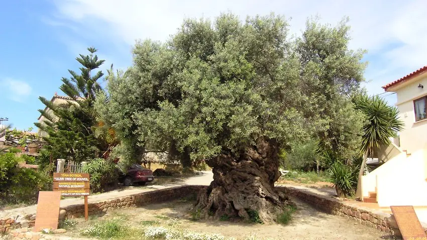 oldest olive tree