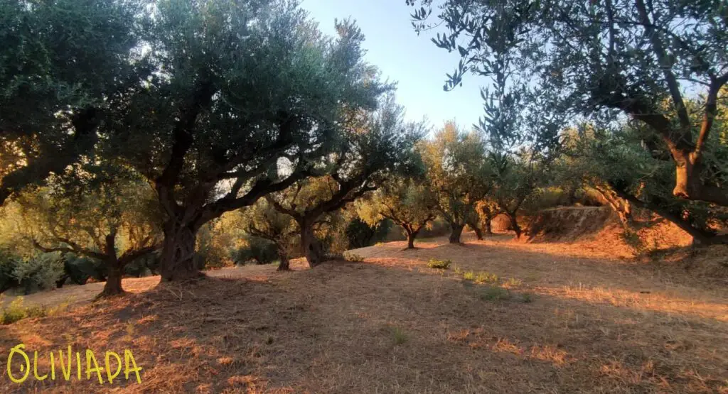 olive tree grove balansed nutrition