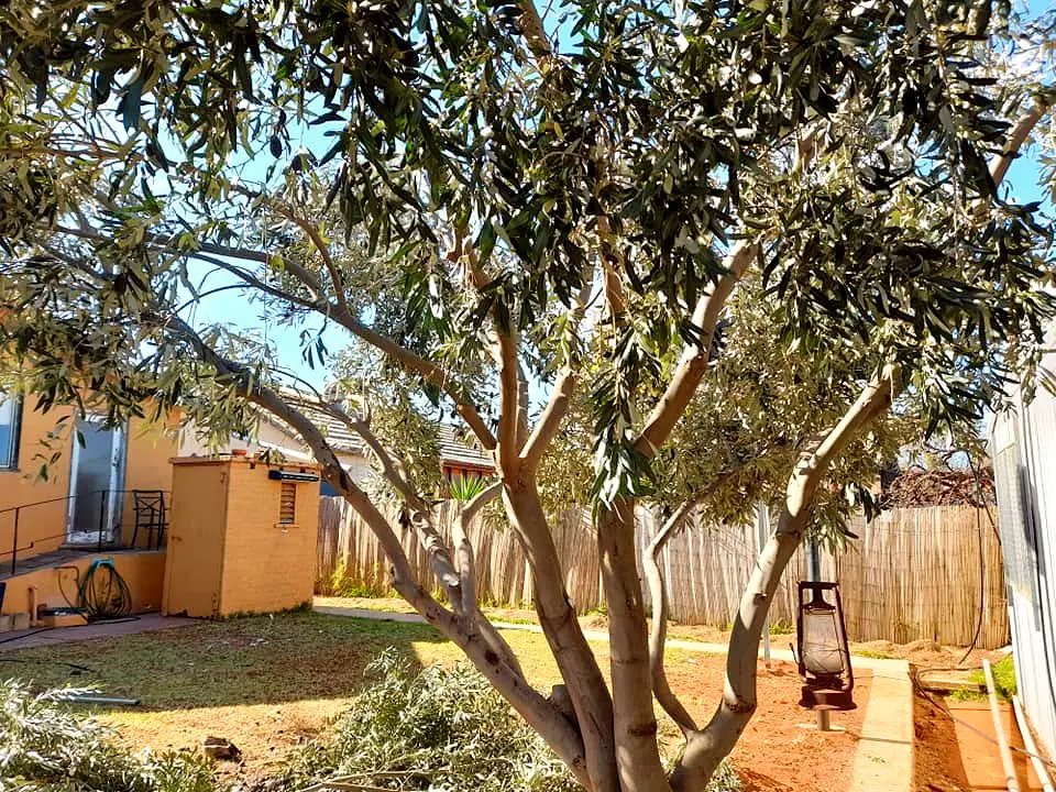 olive tree planted away from house foundation