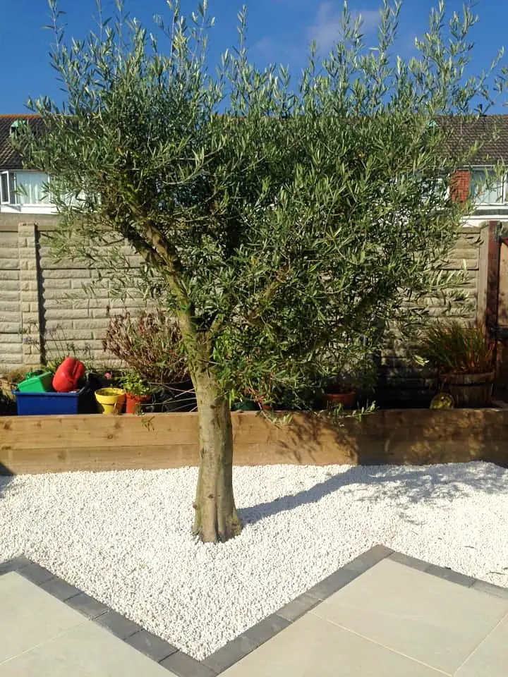 olive tree planted in a backyard
